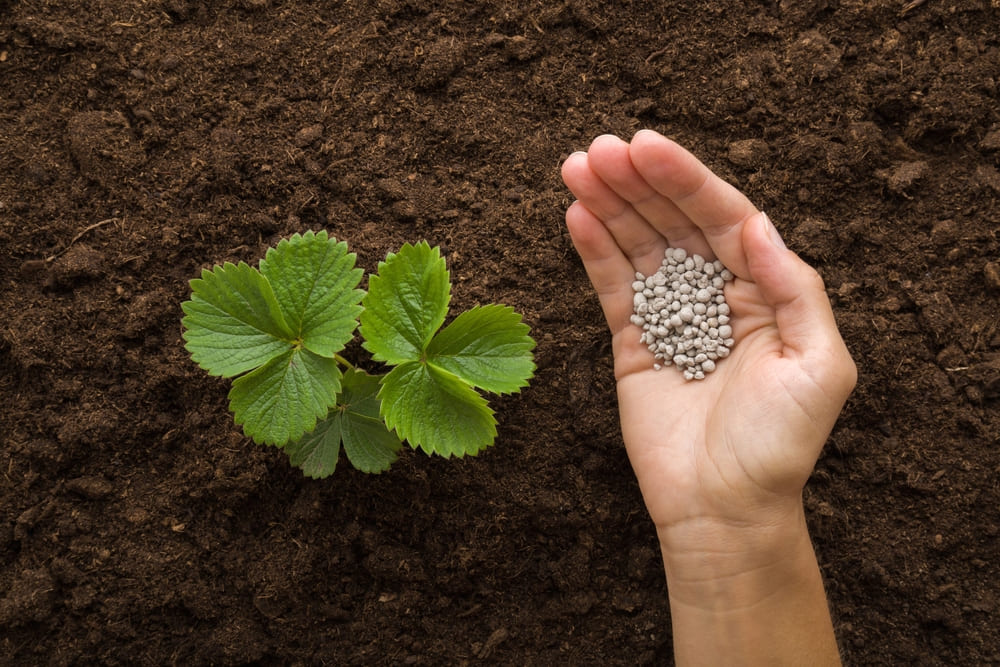肥料の三大要素とは？肥料の種類一覧や使い分けのポイントを解説